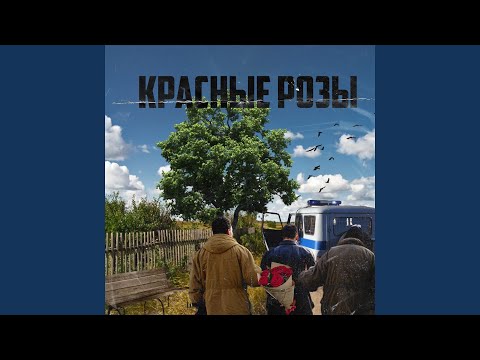 Видео: Красные розы