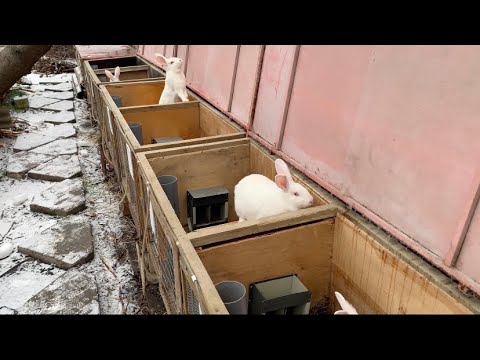 Видео: Окролы в мороз, кролики замерзают заживо😱