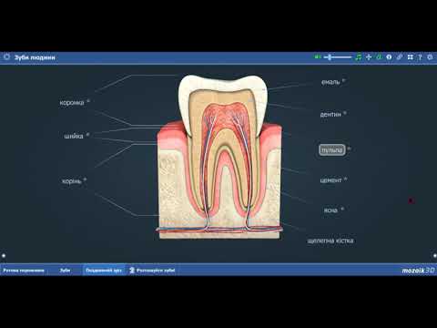 Видео: Зуби. Будова зуба.