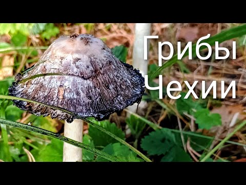 Видео: Съедобные грибы в Чехии.