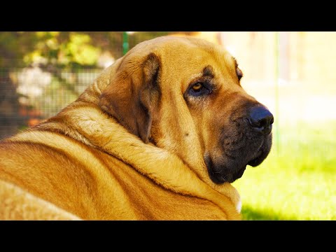 Видео: Мастифы. Происхождение породы и воспитание. Собаки от А до Я/DOGS FROM A TO Z (Дай лапу)