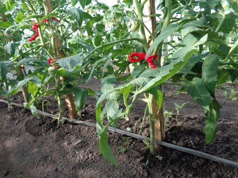 Видео: КАК ПОЛИВАТЬ ТОМАТЫ ПРИ КАПЕЛЬНОМ ПОЛИВЕ? Ольга Чернова.