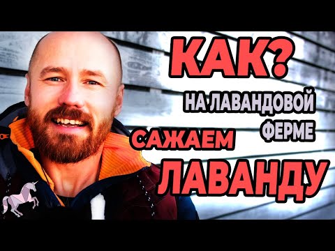 Видео: Процесс посадки лаванды в открытый грунт на Лавандовой ферме