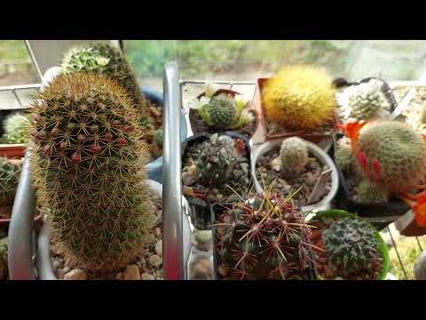 Видео: Первые кактусы зацвели...