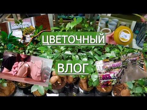 Видео: Будни цветовода. Влог. Гуляем по магазинам, и не только )