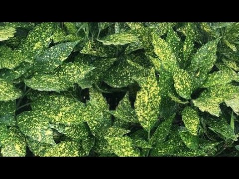 Видео: Вічнозелені рослини від грунопокривних і до декоративних дерев,зона 5б