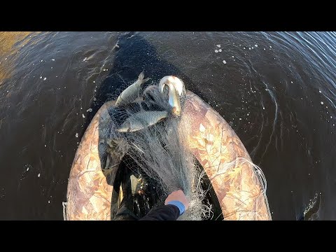 Видео: НАШЛИ СКОПЛЕНИЕ РЫБЫ И ДАВАЙ ЕЁ ТАСКАТЬ!!! Я НЕ ОЖИДАЛ ЧТО ПОПАДУ НА ТАКУЮ РЫБАЛКУ. НАКИДКА В ДЕЛЕ!