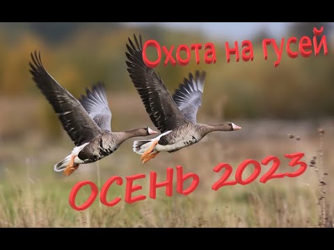 Видео: Охота на гуся 2023  ОСЕНЬ