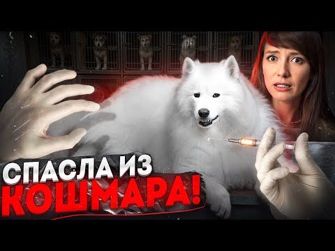 Видео: Она спасла щенка из ужаса — и он изменил её жизнь!