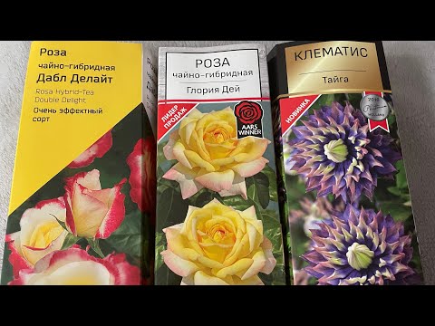 Видео: ИЗ КОРОБКИ! Розы и Клематисы посадка в горшки, дотянуть до лета!