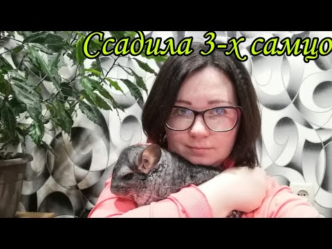 Видео: Как ссадить шиншилл.