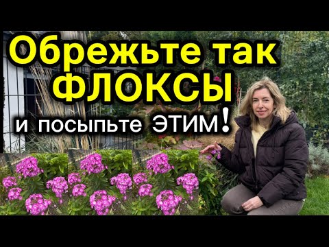 Видео: Флоксы осенью -обрезка и зола, чтобы не болели!