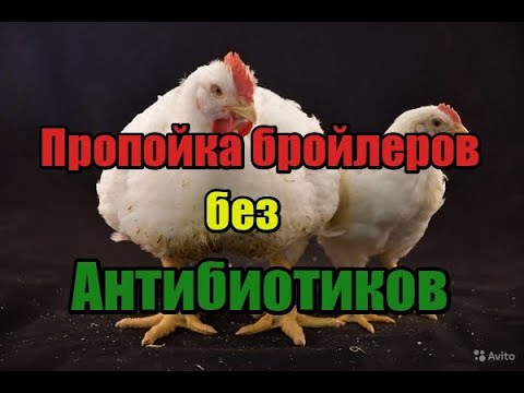 Видео: 🔥🔥🔥Лучшая пропойка для бройлеров🐔 Без Антибиотиков простая и очень качественная🐥!! Лучшая выпойка!!