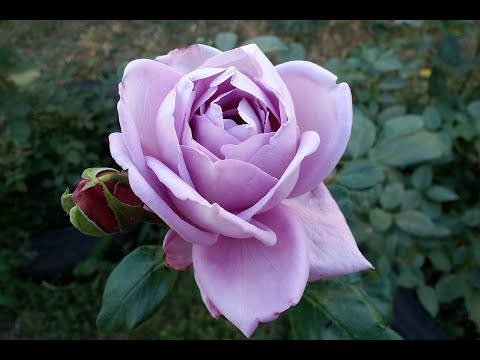 Видео: Обзор розы Блю Мун Майнцер Фастнахт. Весь ее сезон. 6 зона. Mainzer Fastnacht rose. Blue Moon rose.