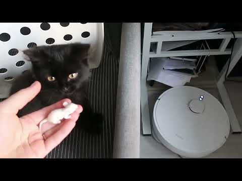 Видео: Робот пылесос Xiaomi S10+  сравнение с дешевым пылесосом