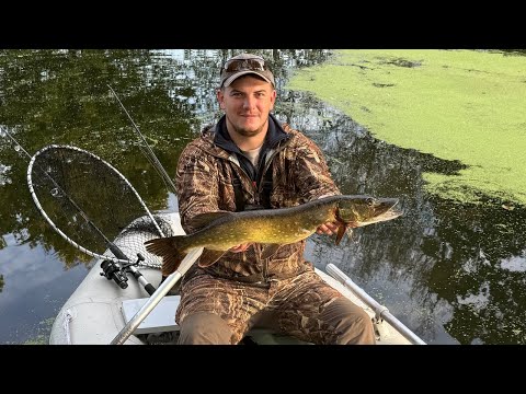 Видео: 🎣РЫБАЛКА С ПОДПИСЧИКАМИ 💥 НА ЩУКУ 🐊 BIG BAIT 🔥 ДЖЕРКБЕЙТЫ • МЫШЬ 🐀 • ВОБЛЕРЫ • КРУПНЫЙ СИЛИКОН 🐟 🎯