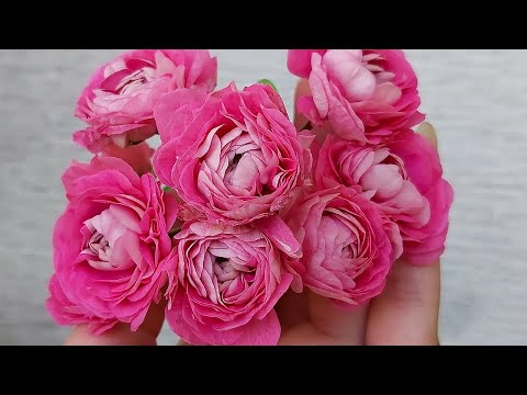 Видео: ПОСЫЛКА с новинками пеларгоний, распаковка и обзор сортов герани