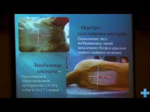 Видео: Клиническое исследование ликвора