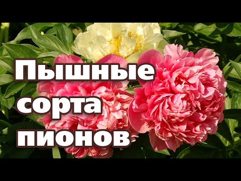 Видео: ТОП 10 КРАСИВЫХ СОРТОВ ПИОНОВ. СЕЗОН 2020