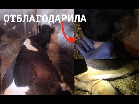 Видео: КАК БЫСТРО ПОДНЯТЬ КОРОВУ С ПАРЕЗОМ ИЛИ ПРИШЕЛ, УВИДЕЛ, ПОБЕДИЛ