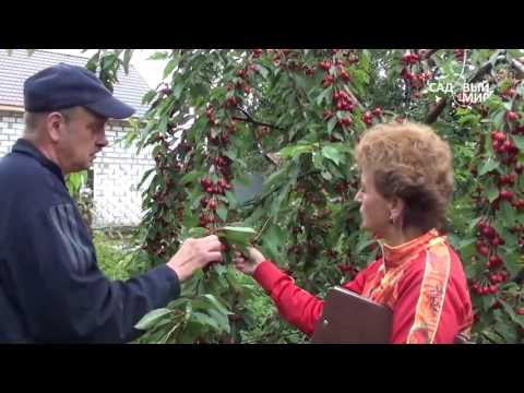 Видео: Как вырастить Черешню в Средней полосе