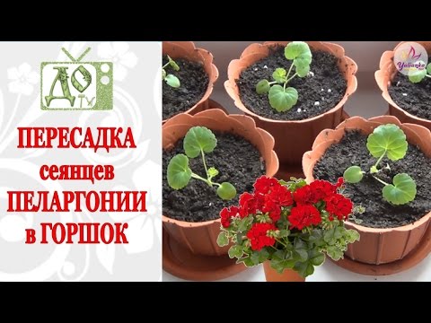 Видео: Пересаживаю ПЕЛАРГОНИЮ. Сеянцам 30 дней. Основные моменты