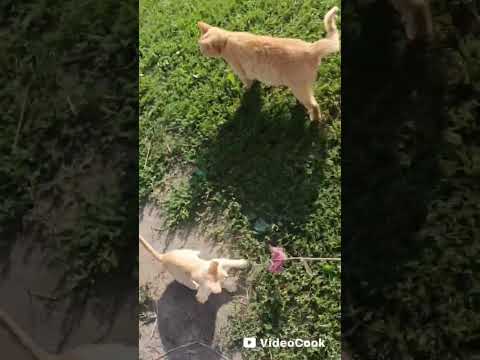 Видео: Мурзик очень быстрый. Играю с котятами.
