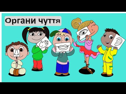 Видео: Органи чуття.