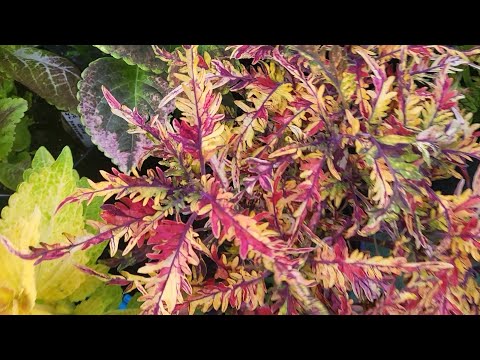 Видео: Лето 2025 (7 часть)