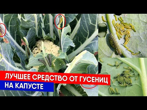 Видео: Лучшее средство от гусениц на капусте