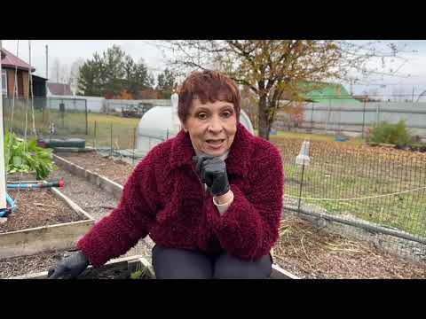 Видео: Сажаем лук!