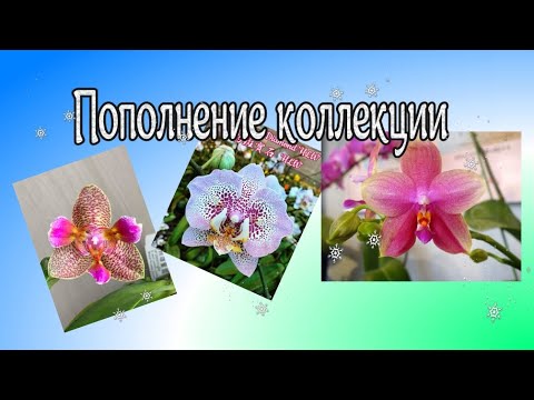 Видео: Новые фаленопсисы накануне Старого Нового Года:)