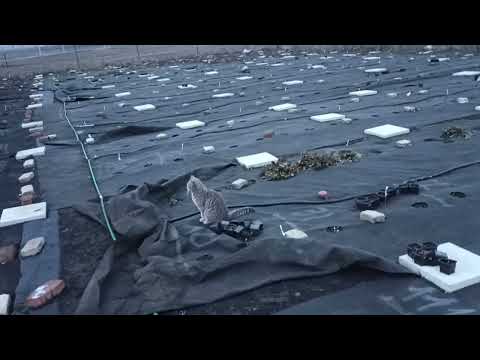 Видео: рассказываю о том как я выращиваю клубнику и готовлю почву под клубнику.