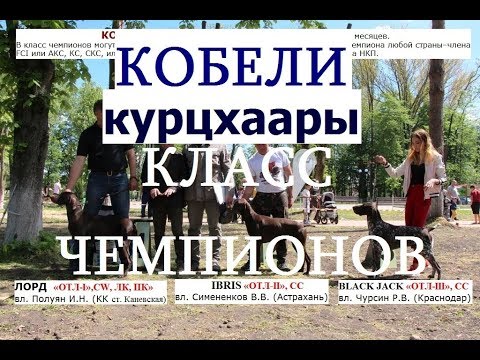Видео: Выставка собак,  кобели класс ЧЕМПИОНЫ, НКП курцхаар,  курцхаар описание, собака породы курцхаар