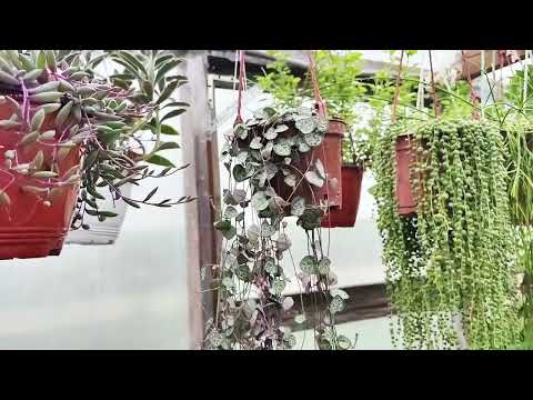 Видео: Церопегия Вуду- магическое растение!