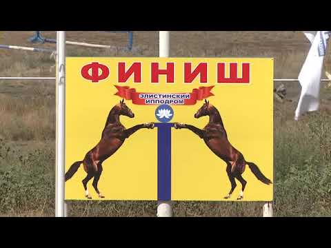 Видео: Большой Элистинский приз Дерби-2016 год,2 место -гн.коб.Аргентина,Элиста-2016 год