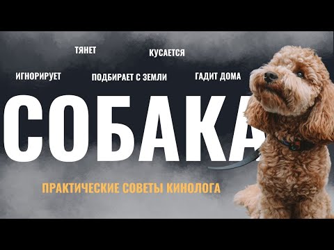 Видео: У собачников жизнь - борьба! Почему люди разочаровываются после покупки собаки?