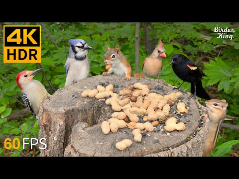 Видео: КОШКА ТВ 😺🐦 Ужин для птиц и белок 🐿 4K HDR 60FPS