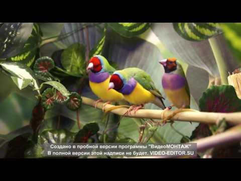 Видео: Амадины Гульда райская птичка