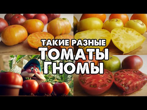Видео: ОБЗОР ТОМАТОВ ГНОМОВ! ТАКИЕ РАЗНЫЕ И ТАКИЕ ВКУСНЫЕ!