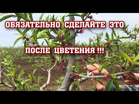 Видео: Обязательно СДЕЛАЙТЕ ЭТО после цветения ! ! !