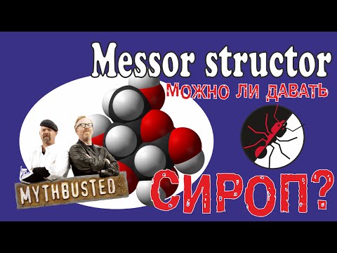 Видео: Муравьи Messor structor  и миф о сиропе.