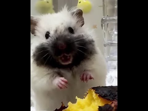 Видео: 🐕 Лучшие смешные видео с животными для отличного настроения! 🐈 Вы будете смеяться! 😺