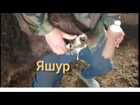Видео: Яшур Чуйдо аябай куч алды... Абайланыздар.