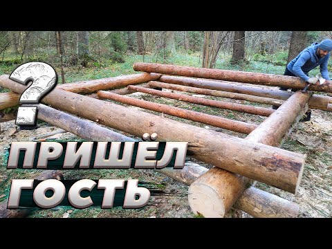 Видео: Строительство избы идёт полным ходом | ЛЕСНОЙ ДОМ | ЗЕМЛЯНКА | ИЗБА | FOREST HOUSE | DUGOUT | HUT