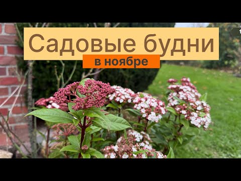 Видео: Садовые будни в ноябре 🍂 Обрезка очитка видного, использование опавших листьев, уход за розой 🍂