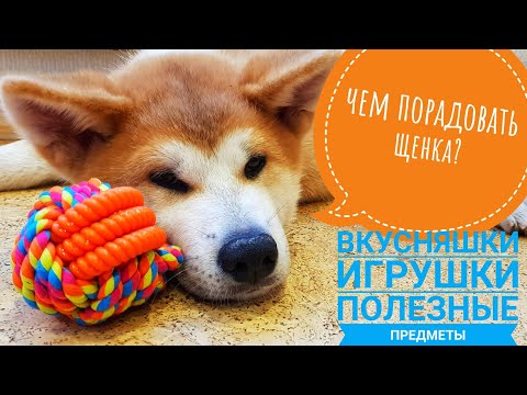 Видео: Чем порадовать щенка?  Уход, кормление, игрушки. Акита ину.