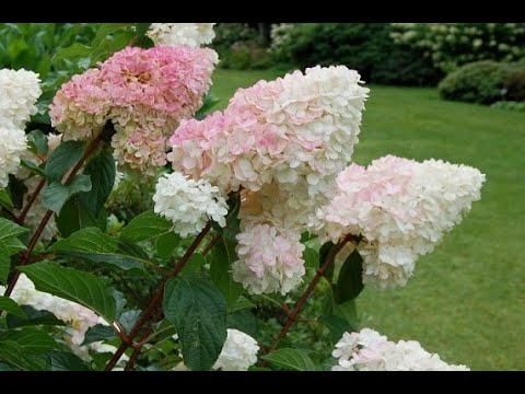 Видео: 5 САМЫХ КРАСИВЫХ МЕТЕЛЬЧАТЫХ ГОРТЕНЗИЙ