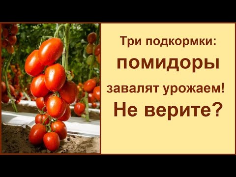 Видео: ПОВЫШАЕМ УРОЖАЙ ПОМИДОР В ДВА РАЗА ПРАВИЛЬНЫМИ ПОДКОРМКАМИ 🍅 ПРОФИЛАКТИКА БОЛЕЗНЕЙ