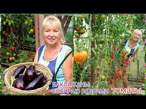 Видео: БАКЛАЖАНЫ собираю ведрами ВСЕ СЕКРЕТЫ.Почему ТОМАТЫ не спеют?Слизни достали